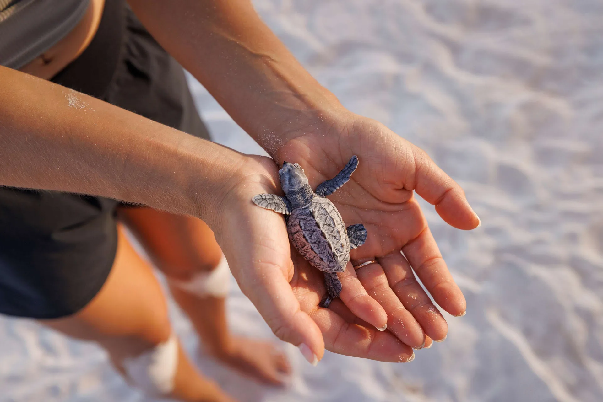 Sandals Royal Barbados Resort Couples Only - Turtles